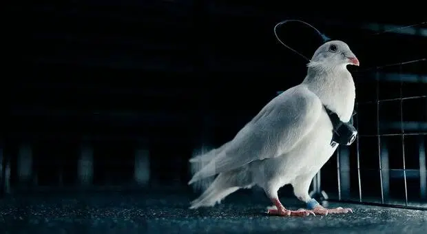 Piccioni con chip nel cervello: cosa c’è davvero dietro il progetto russo dei “biodroni”